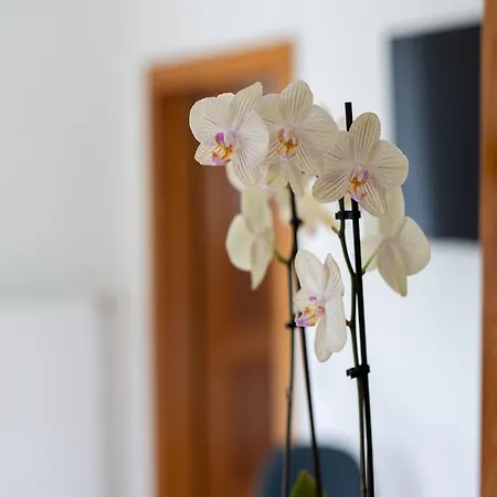 Gailtaler At An Excursion Location *