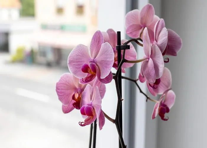 Gailtaler At An Excursion Location Apartment Kotschach-Mauthen